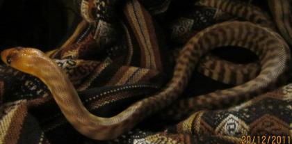 Woma Python Aspidites Ramsayi 1. 0 DNZ 2022