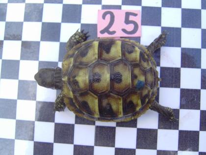 Landschildkröten von 2022