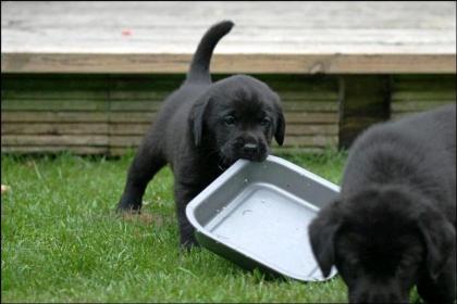 Super Süße Reinrassige Labrador Welpen Schwarz Choco Beige