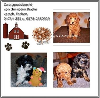 Zwergpudelwelpen/Junghunde versch. Farben Papiere