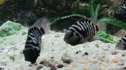 Zebrabuntbarsche