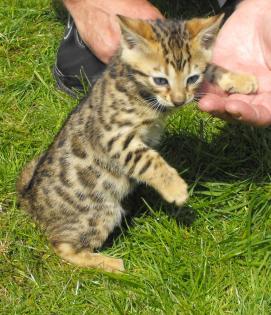 Wurfanmeldung Bengal Kitten mit Papieren