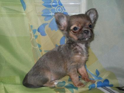 Chihuahua weibchen blue fawn
