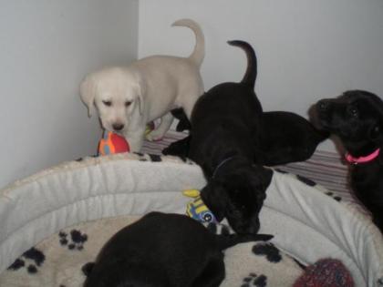 Wurfplanung Labrador Welpen in schwarz weiß und blond aus liebevoller Familienzu