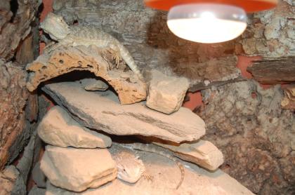 2 Bartagmane Terrasrium und Zubehör abzugeben Männchen Weibchen