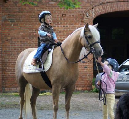 Welsh Pony - wallach Stute.