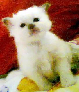 Heilige Birma Babys suchen neues liebevolles Heim