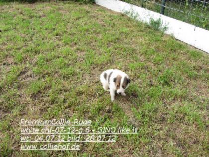 Premium-Colliewelpen tricolor und white - Die Oberklasse