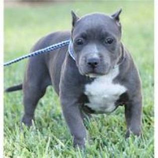 Rote und blaue Nase pitbull Welpen Rüden Hündinnen