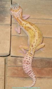Leopardgecko Nachzuchten 2022 abzugeben