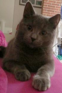 Silbergrauer Kater Moorchen seit 02. 12. 2022 in Marlow vermisst