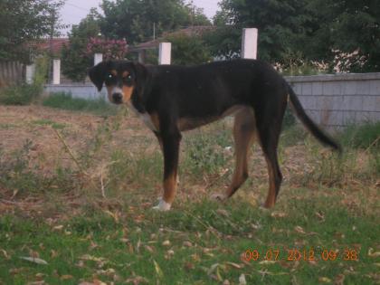 Hallo ich bin Elli und wurde ca. im Januar in Serres Griechenland geboren.