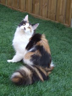 . Wunderschönes junges Maine Coon Mädchen kastriert .