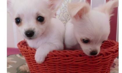 CHIHUAHUA-Welpen Rüden Hündinnen mit Ahnentafel