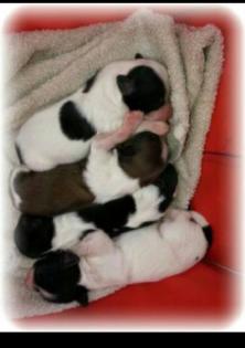 2 Papillon Welpenmädels suchen ab 15. 07. 2022 ein Zuhause