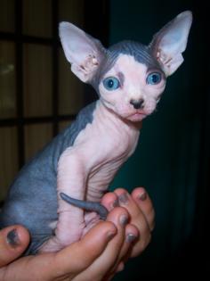 Canadian Sphynx Mädchen Spitzenqualität