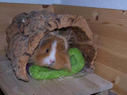 Unterstände für Meerschweinchen Kleintiere verschiedene Größen