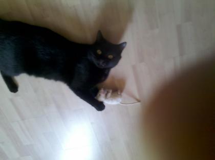 Vermisst Schwarzer Kater Charly in 63808 Haibach -Umgebung seit 30. 06. 2022