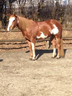Elegante gut gerittene Paint Horse Stute zu verkaufen