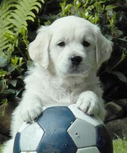 Wurferwartung Top Golden Retriever Welpen mit VDH/GRC Ahnentafel