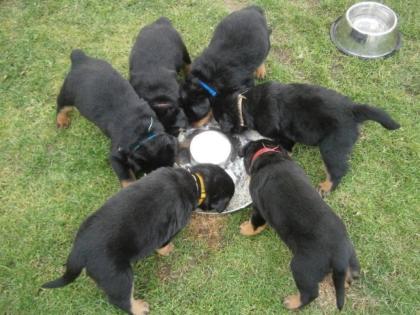 Süße Weihnachten Rottweilerwelpen suchen ein zu Hause