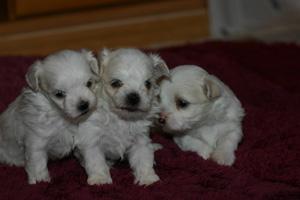 Malteserwelpen