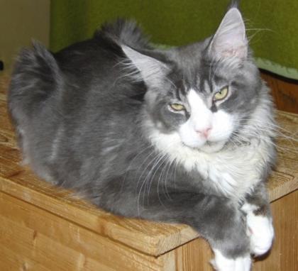 Zwei sehr große Maine Coon Katerchen 7 Monate kastriert abzugeben