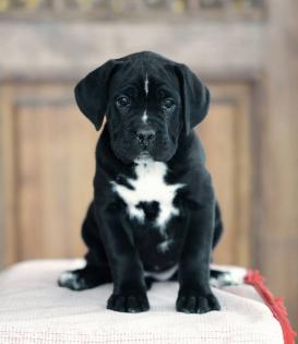 Top Reinrassige Cane corso Welpen mit Papieren