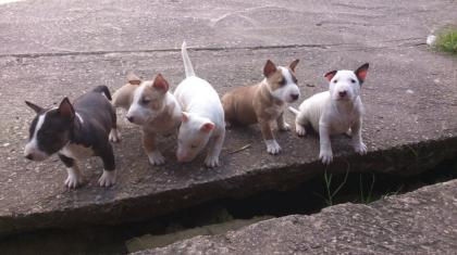 Miniature Bull Terrier Welpen geimpft entwurmt gechipt und mit VDH Papiere