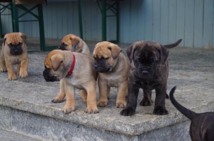 Bullmatiff XXXL Welpen mit Stammbaum FCI zum abzugeben