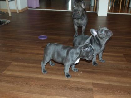 Französische Bulldogge Welpen Blau red fawn fawn pied