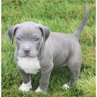 Reinrassiger American Pitbull 10 Wochen Alt