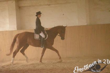 Aufgeweckter lernwilliger Trakehner