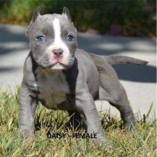 Pitbull Blue line welpen 13 Wochen abgabebereit