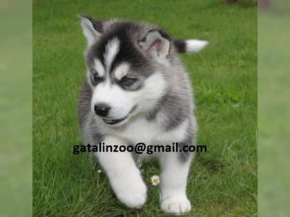 Reinrassige Siberian Huskywelpen abzugeben. . ol