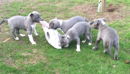 American Pit Bull Terrier Welpen .