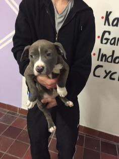 Blueline Staffordshire Terrier Welpen