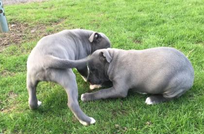 Welpen orig. rednose American Pitbull Terrier mit ADBA Papieren