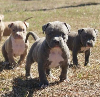 Pitbull Blueline welpen 12 Wochen alt