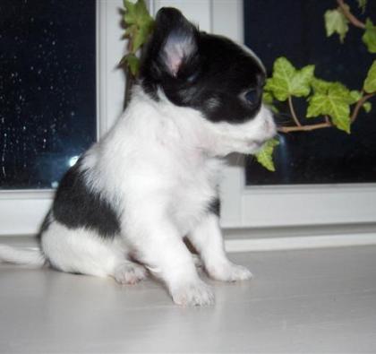 Süße Chihuahua Welpen zu verkaufen