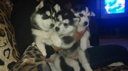 Siberian Husky zu vergeben