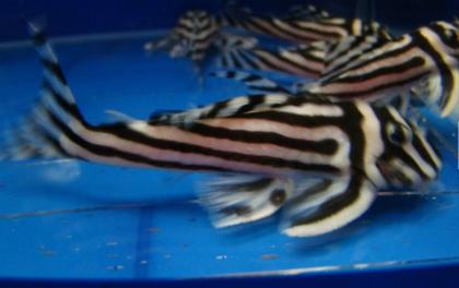 Schöne gezüchtete L046 Zebra Hypancistrus