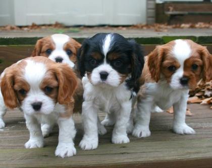 Cavalier-King-Charles-SpanielHallo wir sind Whatsapp 4915145672158
