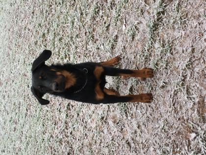Beauceron weiblich geb. Mai 2022