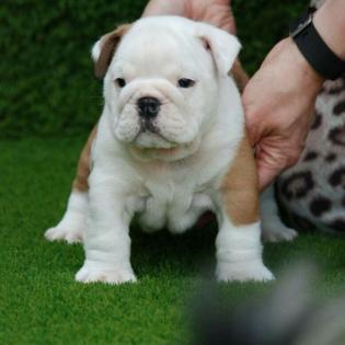 Englische Bulldogge Welpen