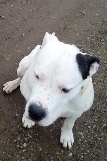 Dogo Argentino Rüde unkastriert gechipt geimpft entwurmt