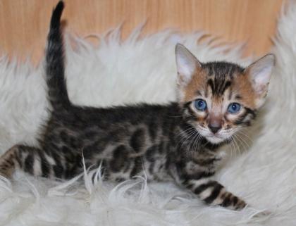 Reinrassige gut sozialisierte Bengalkitten mit Papieren