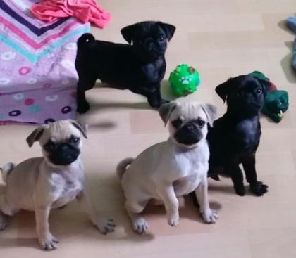 Wunderschönen Mops welpen WhatsApp 4915145672158