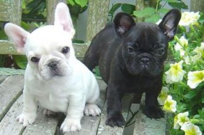 Blaue Französische Bulldogg reinrassig
