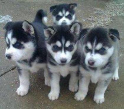 Blaue Augen Siberian Husky Welpen